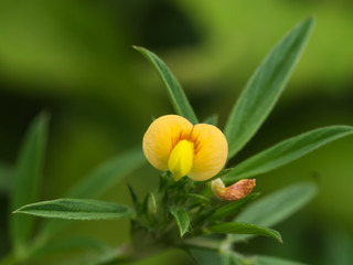 Fototapeta na wymiar Small yellow flowers in the garden.