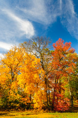 Colors of the fall foliage
