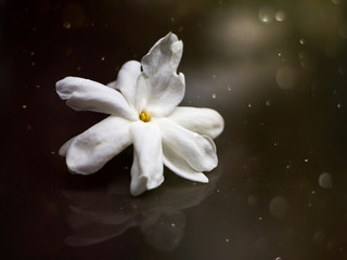 Naklejka na ściany i meble White of jasmine flower.