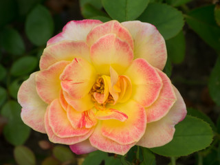 Close up the flower of rose.