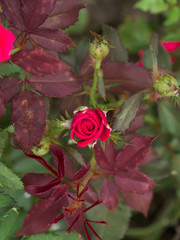 Close up the flower of rose.