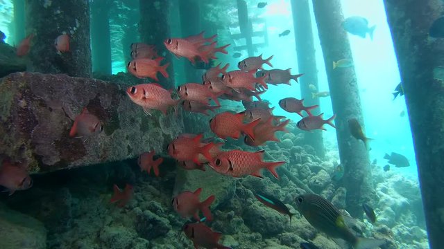 school of Pinecone Soldierfish - Myripristis murdjan under the pier, Indian Ocean, Maldives
