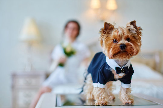Terrier dressed as a groom in the bedroom of the bride. Bride with bouquet and white gown
