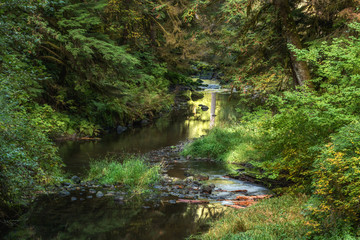 Naklejka premium Bear Creek, Solduc Valley near Forks, WA