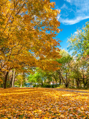 Naklejka premium Colors of the fall foliage