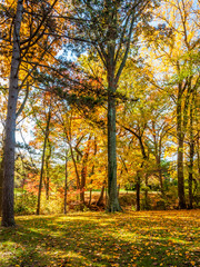 Obraz premium Colors of the fall foliage