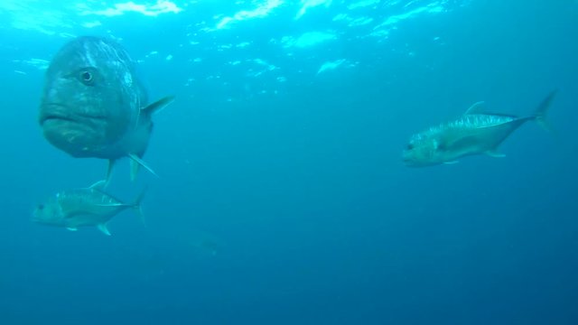 Two Giant trevally - Caranx ignobilis in the blue water, Indian Ocean, Maldives
