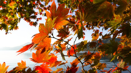 湖畔の紅葉　北海道洞爺湖