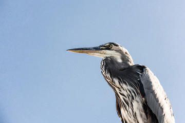 Great Blue Heron