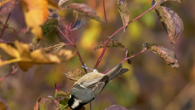 Coal tit eating insects in leaves