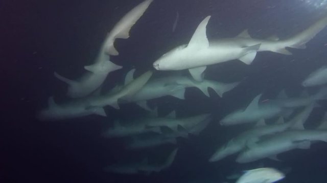 school of Tawny nurse sharks - Nebrius ferrugineus in the night, Indian Ocean, Maldives
