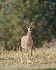 Whitetail deer (odocoilus virginianus) on formland in Washington