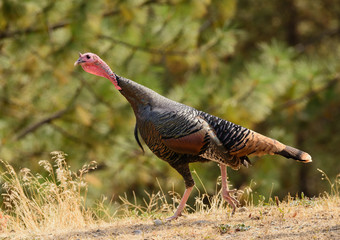 Closeup of male (Tom or Jake) Wild Turkey in the forest