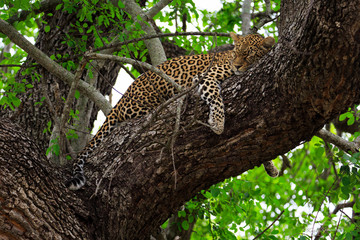 Leopard Nap Time