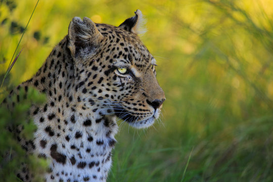 Pensive Leopard