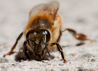 Honey Bee Macro 
