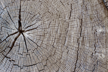 wood stump texture