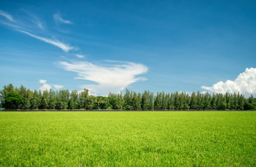 Fototapeta premium Spring Landscape Green Rice Field with Blue Sky in Sunshine Day