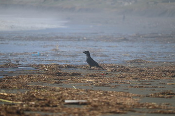 海岸のカラス