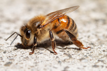 Honey Bee