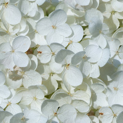 Obraz na płótnie Canvas seamless white hydrangea flowers at summer. background, nature.