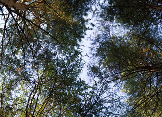 tree crowns in the summer forest. nature, background.