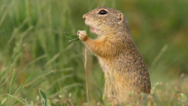European ground squirrel (Spermophilus citellus) 