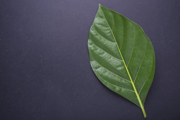 Green leaf of Great Morinda (Noni) or Morinda citrifolia on black stone board