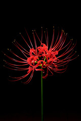 red spider lilie © Yuzucheese