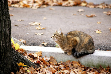 cat