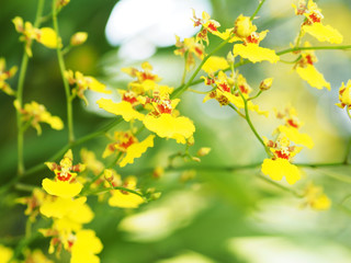 Yellow oncidium orchid branch in the garden for decoration