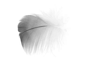 black and white feather 