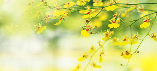 Yellow oncidium orchid branch in the garden.