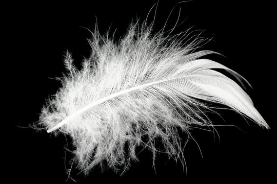 white feather on black background 