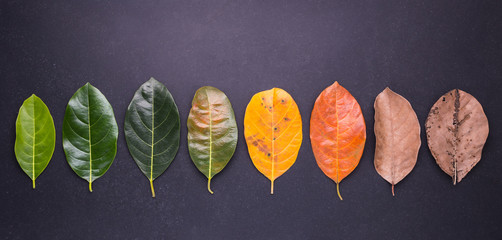 Different color and age of leaves of the jackfruit tree leaves from fresh green to dry brown on...