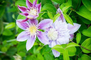 Blooming clematis "Josephine" in the garden. Shallow depth of field.