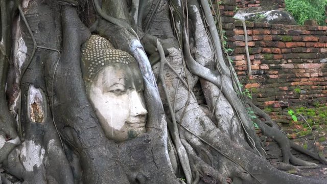 Amazing Buddha head sand stone statue in bodhi tree roots.