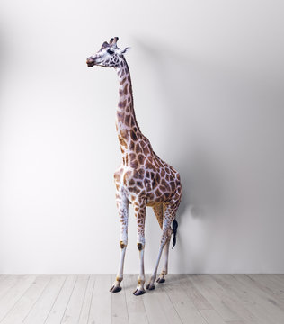 the giraffe in the white room