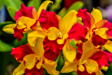 Beautiful orchid flowers