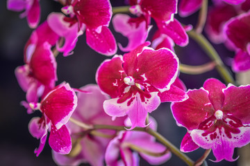 Fototapeta na wymiar Beautiful orchid flowers