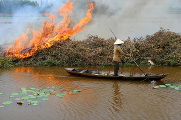 Asian woman on row boat, burn dry tree