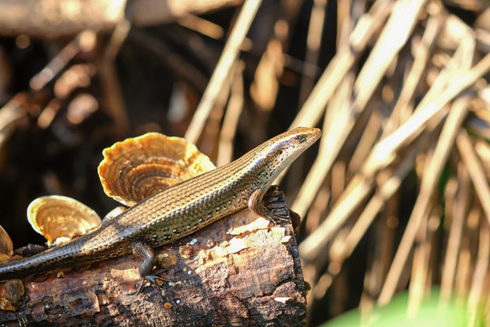  skink on a timber in nature.