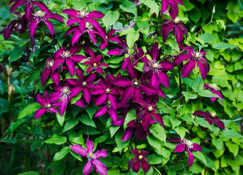 Blooming clematis "Niobe" in the garden. Shallow depth of field.