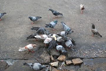 Fototapeta premium Group of pigeons eating on the street.