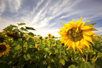 Blooming Sunflowers Field 