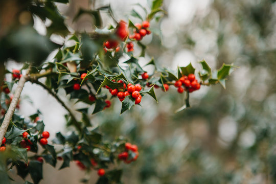 Symbol of Christmas in Europe. Close-up of holly acicular - beautiful red berries and sharp leaves on tree in cold winter weather.