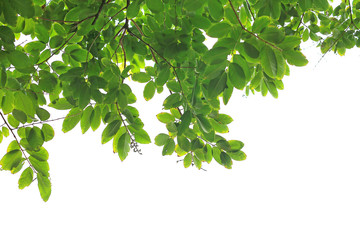 Green leaves with white sky background.