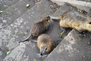 Close up of coypu on the banks of the White Elster River  in Leipzig, Saxony, Germany.