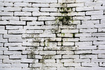 White brick wall texture background with green algae or Lichen.