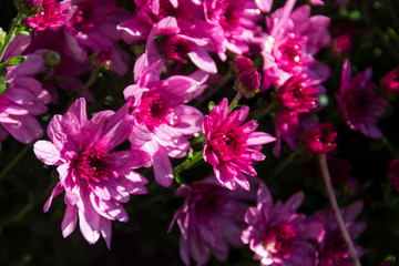 Pink chrysanthemums on flowerbed in the garden